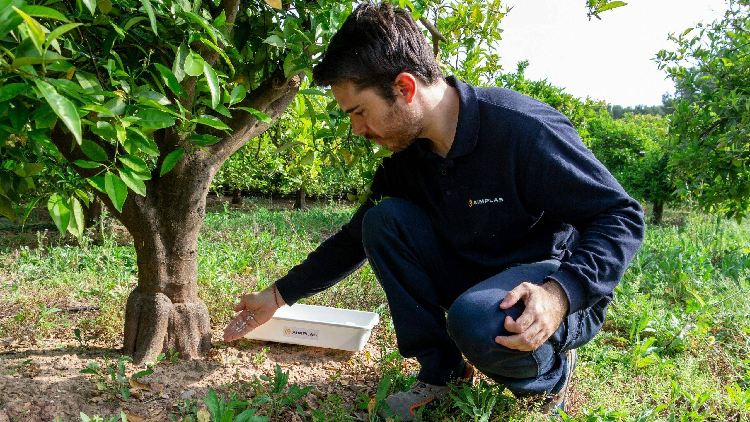 proyecto-CÍTRIC-SÀ-Aimplas-cotonet|proyecto-CÍTRIC-SÀ-Aimplas-cotonet